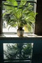 Reflection of a palm tree. Gentle sunset. The palm tree is reflected in the smooth water of the pool in the room Royalty Free Stock Photo