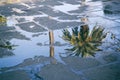 Reflection of a palm tree in a puddle Royalty Free Stock Photo