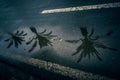 Reflection of palm trees in a puddle after it rains Royalty Free Stock Photo