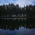 Reflection of pine tree in a lake, seven beach, tumpat kelantan.