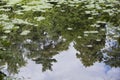 Reflection of pine trees with green spikes foliage on surface of a lake pond with water lilies Nymphaea Royalty Free Stock Photo