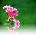 Reflection of Pink Crape flower Royalty Free Stock Photo