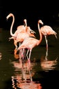 Pink flamingo birds in water Royalty Free Stock Photo