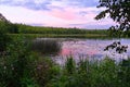 Reflection of a pink sunset sky on the surface of a lake or river, surrounded by green grass, duckweed, trees and bushes Royalty Free Stock Photo