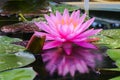 Reflection of pink waterlily lotus Royalty Free Stock Photo