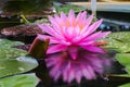 Reflection of pink waterlily lotus
