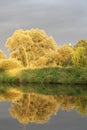 Reflection of plants in VÃÂ­stula river, Cracovia, Poland Royalty Free Stock Photo