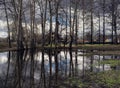 Reflection in a pond. Moscow.