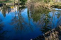 The Reflection of Trees and Elkins Estate