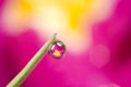 Reflection of primrose in dew drop Royalty Free Stock Photo