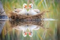 reflection of protective geese in pond beside nest Royalty Free Stock Photo