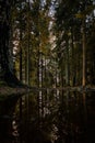 Reflection from a puddle in a forrest