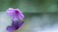reflection of purple flower Royalty Free Stock Photo