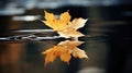 reflection q leaf Royalty Free Stock Photo