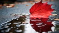 reflection red leaf asphalt Royalty Free Stock Photo