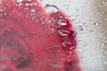 Reflection of red rose on glass Royalty Free Stock Photo