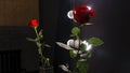 Reflection of red rose in makeup mirror on black background. Light bulbs around the perimeter of the mirror Royalty Free Stock Photo
