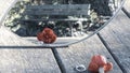 Reflection of a red rose and a solitaire diamond ring, in a mirror, in the middle of nature Royalty Free Stock Photo