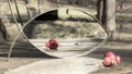 Reflection of a red rose and a solitaire diamond ring, in a mirror, in the middle of nature