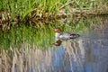 Reflection of reeds in water of marsh with that of swimming common merganser female