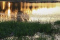 Reflection river and shadow tree in water beautiful sunset nat Royalty Free Stock Photo