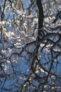 Reflection in the river of winter trees and branches covered with snow