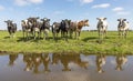 Reflection of a row of cows in the water of a creek, cows in the pasture, a wide view, the herd side by side in a row cosy