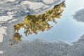 Reflection of rowanberry tree in puddle on asphalt road Royalty Free Stock Photo