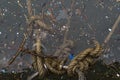 Reflection of the sea in a harbor with pieces of plastic and seaweed