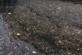 Reflection of the sea in a harbor with pieces of plastic and seaweed