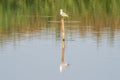 Reflection of a seagull on a stake in a lake Royalty Free Stock Photo