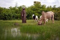 Reflection Of Sheperd And Cow At An African Water Place During The Rainy Season Royalty Free Stock Photo