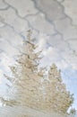 Reflection of silhouette of tall spruce in puddle on paving slab