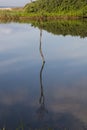 Reflection of Single Lonely Tree in River Water Royalty Free Stock Photo