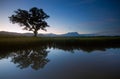 Reflection of a single tree with Mount Kinabalu on the background Royalty Free Stock Photo