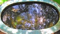 Reflection of sky and trees in the fish pond Royalty Free Stock Photo