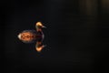 Reflection of a slavonian grebe in the last light