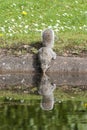Reflection of squirrel in lake Royalty Free Stock Photo