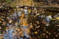 Reflection in still creek. Royalty Free Stock Photo