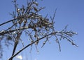 Reflection of sun on branches covered with icicles on blue sky background Royalty Free Stock Photo