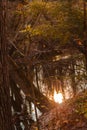 Reflection of the sun off a stream in an autumn forest Royalty Free Stock Photo