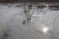 Reflection of the sun with plants on ice Royalty Free Stock Photo