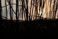 Reflection of the sun in the water with silhouette of dead branches on the foreground.