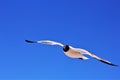 Sunset Panama City Beach Florida, Balmy Hot evening egrets Royalty Free Stock Photo