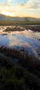 Reflection sunset and blue sky at rice field Royalty Free Stock Photo