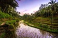 reflection of sunset colors in rice terrace valley in Ubud village, Bali, Indonesia. Agricultural field of rice terraces Royalty Free Stock Photo