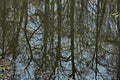 Reflection on the surface of a pond in a spring city park. Royalty Free Stock Photo