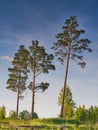 Reflection on the surface of the water of three pines