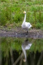 A reflection of a swan in the water