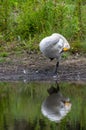 A reflection of a swan in the water